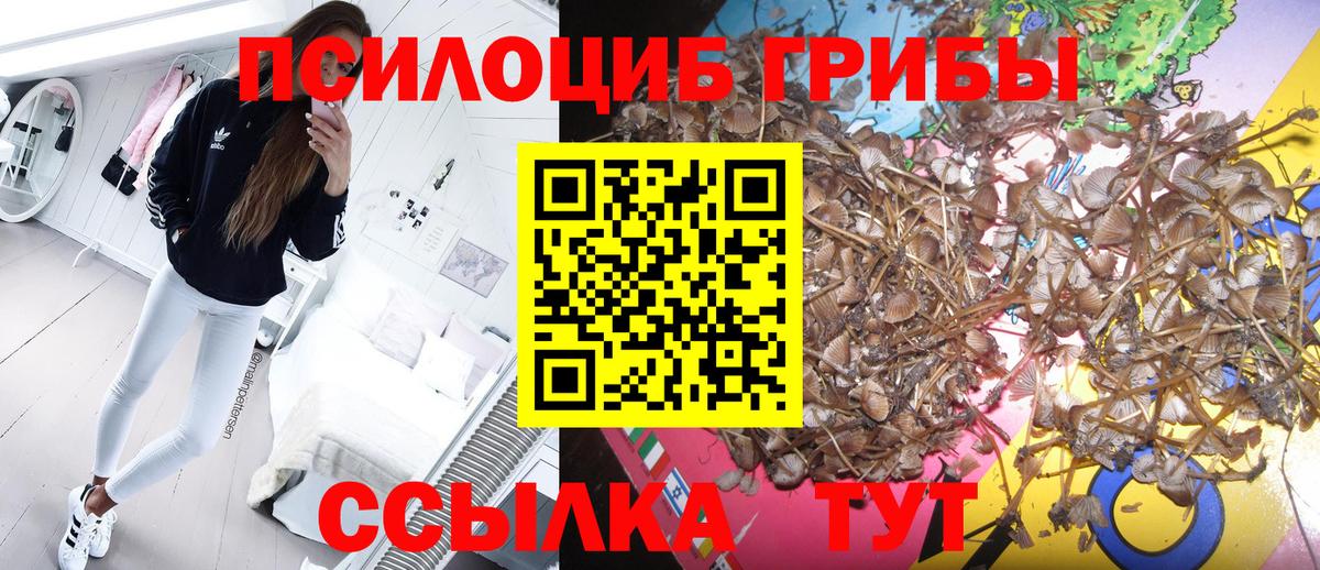 Псков  Псилоцибиновые грибы мицелий  Вход с VPN  Псилоцибиновые грибы Cubensis 